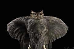 CROWN-CONTENDERS