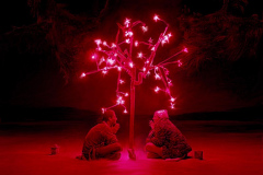 Joshua-Tree